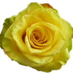 Roses High & Yellow Equateur Ethiflora